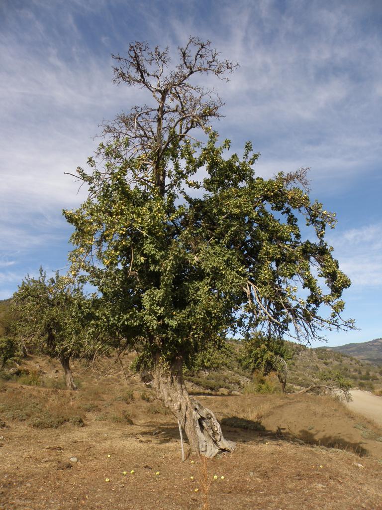 Foto de Aluminé (Neuquén), Argentina