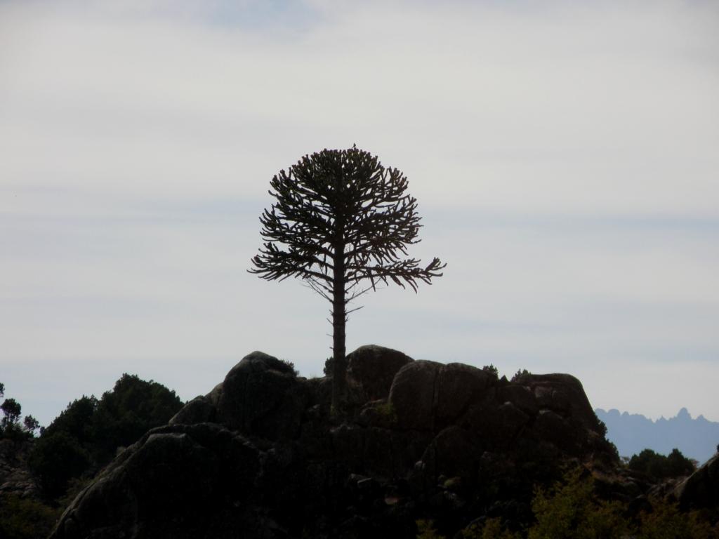 Foto de Aluminé (Neuquén), Argentina