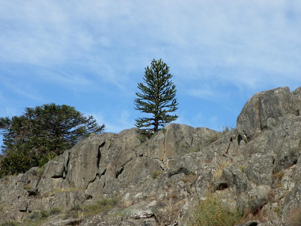 Foto de Aluminé (Neuquén), Argentina