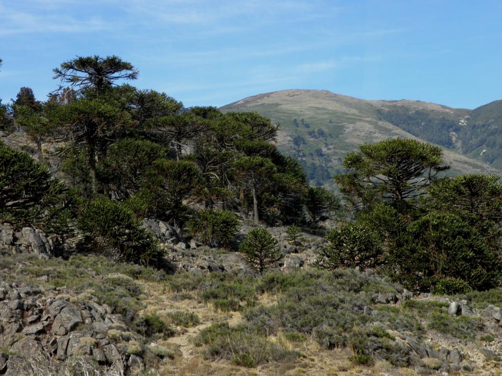 Foto de Aluminé (Neuquén), Argentina