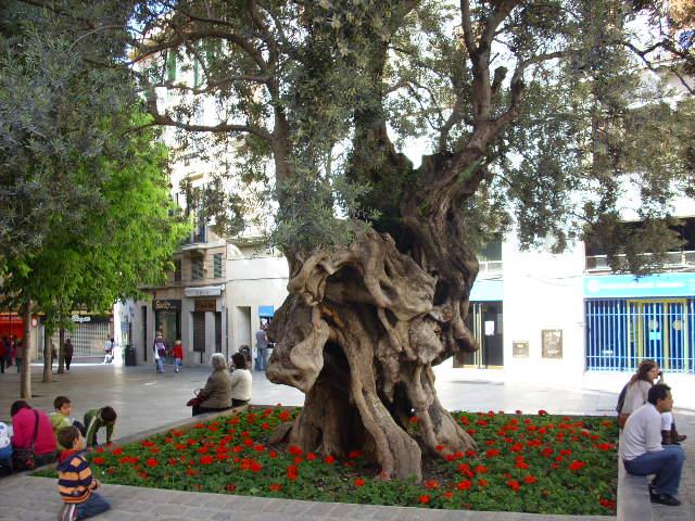Foto de Palma de Mallorca (Illes Balears), España