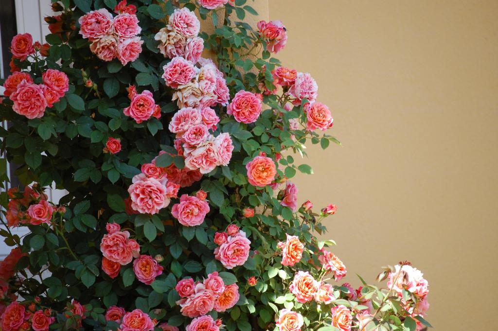 Foto de Vigo (Pontevedra), España