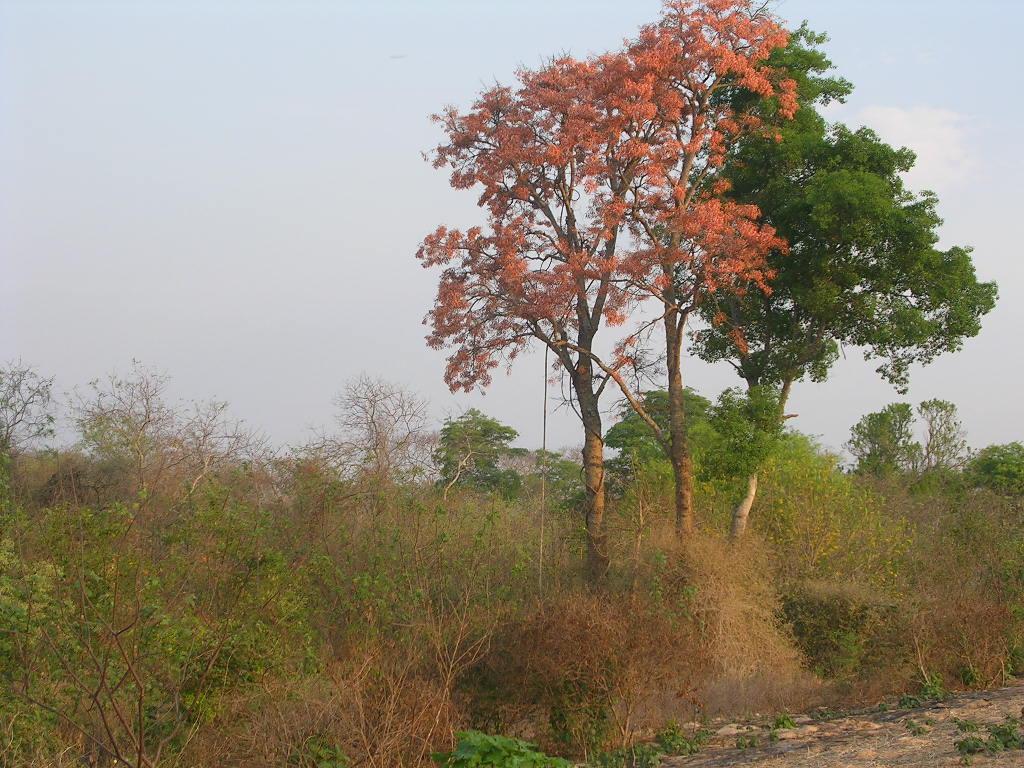 Foto de Camiri (Santa Cruz Chaco), Bolivia