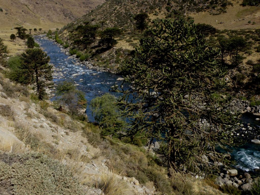 Foto de Villa Pehuenia (Neuquén), Argentina