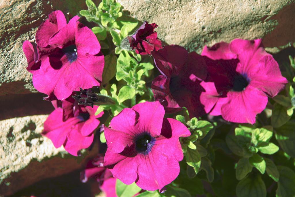 Foto de Alquézar (Huesca), España