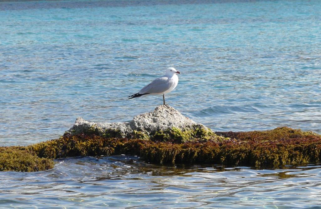 Foto de San Antonio (Ibiza) (Illes Balears), España