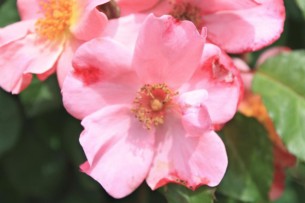 Foto de Barcelona (Cataluña), España