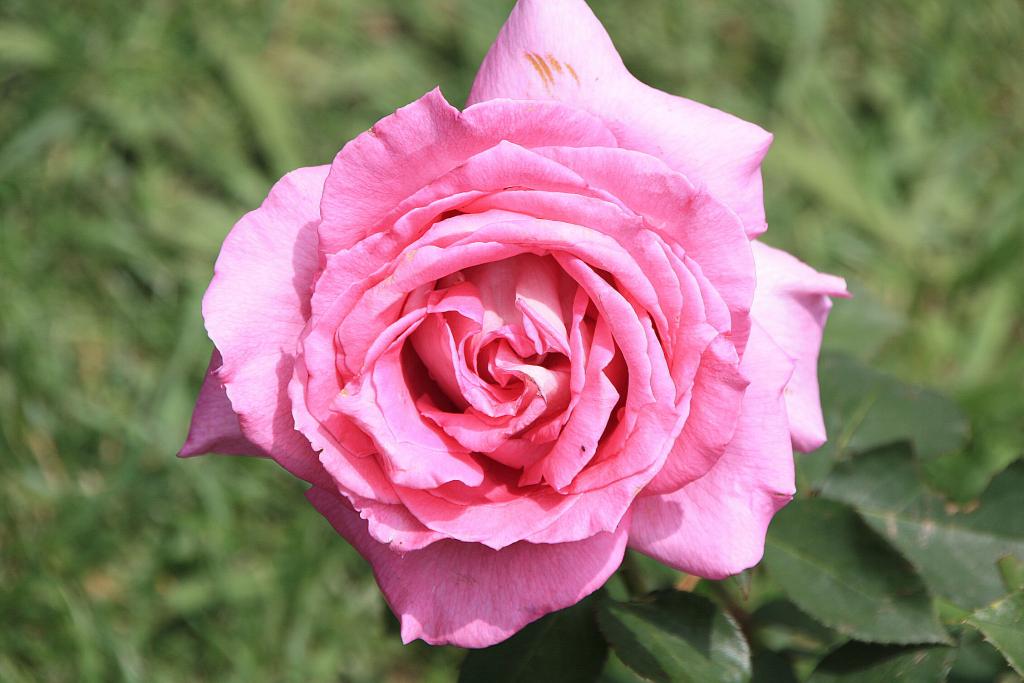 Foto de Barcelona (Cataluña), España