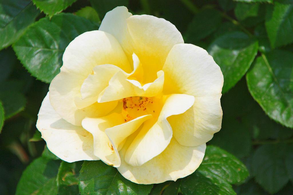 Foto de Barcelona (Cataluña), España