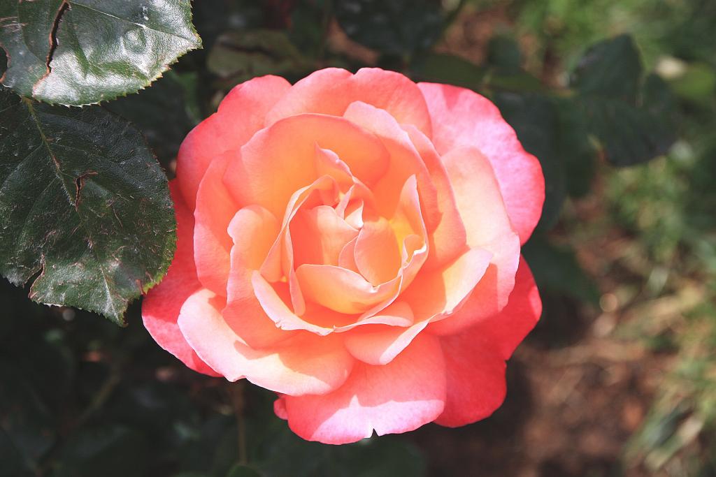 Foto de Barcelona (Cataluña), España