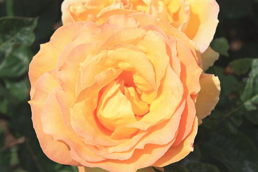 Foto de Barcelona (Cataluña), España