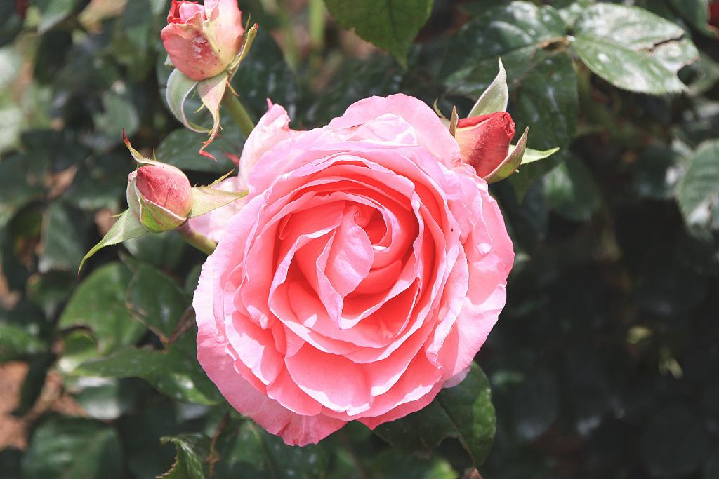 Foto de Barcelona (Cataluña), España