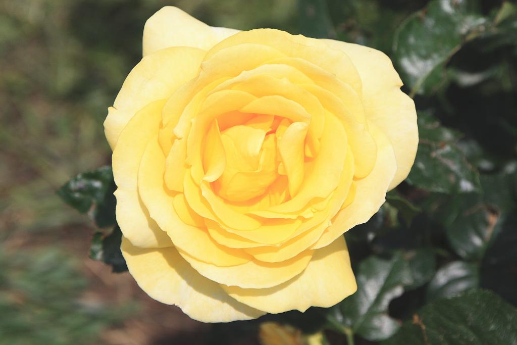 Foto de Barcelona (Cataluña), España