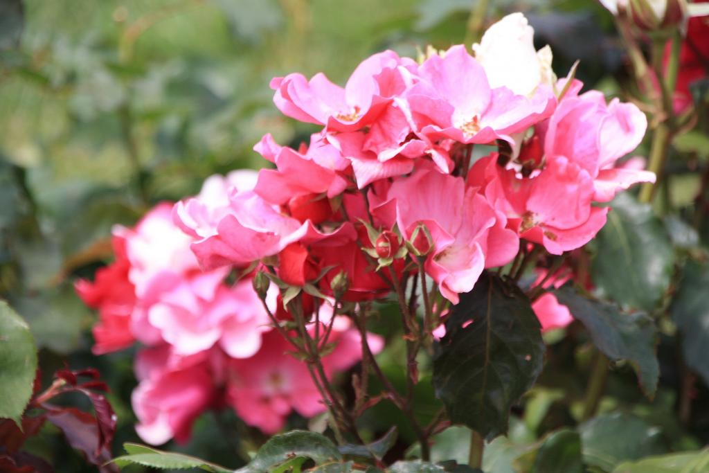 Foto de Barcelona (Cataluña), España