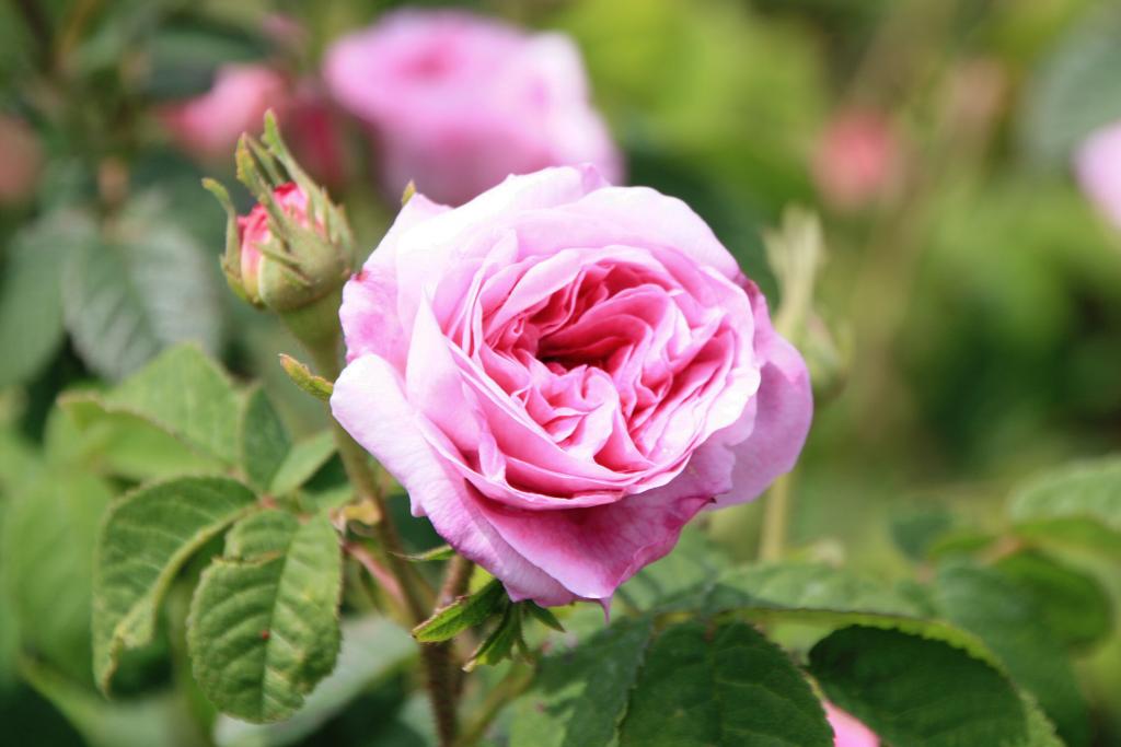 Foto de Barcelona (Cataluña), España