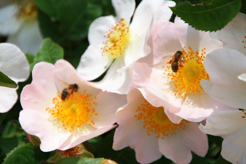 Foto de Barcelona (Cataluña), España