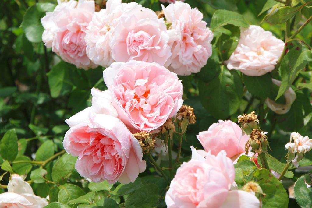 Foto de Barcelona (Cataluña), España