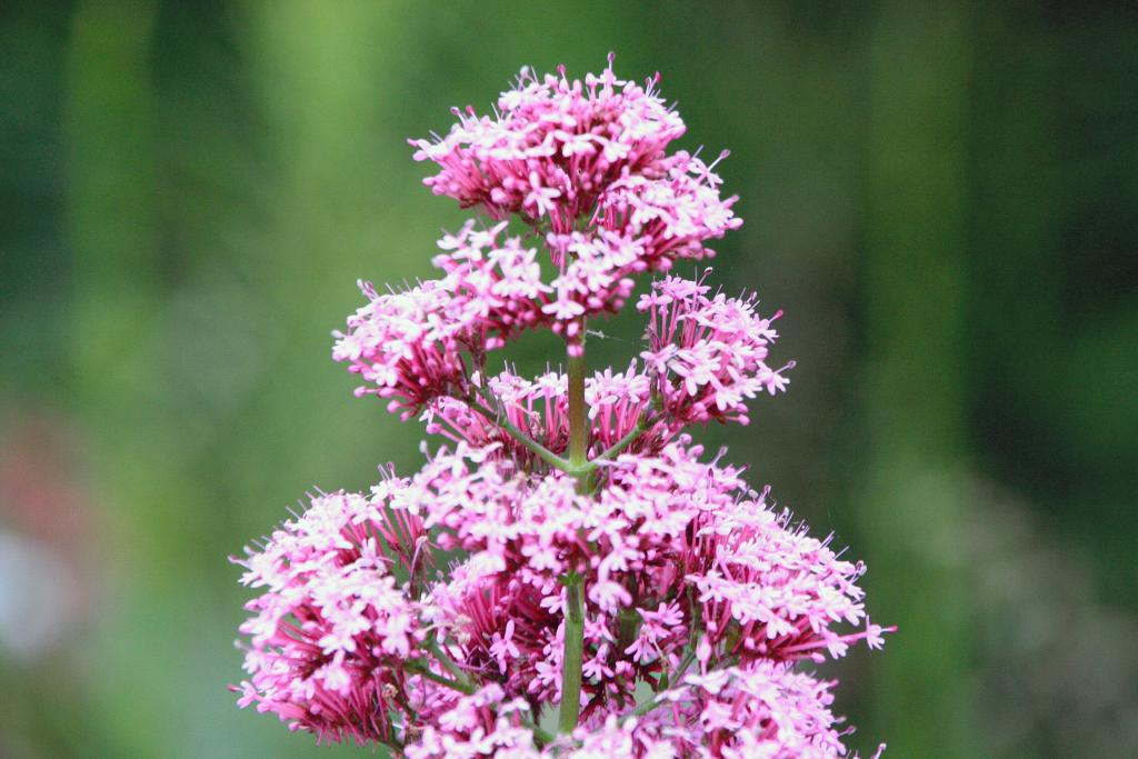 Foto de Blanes (Girona), España