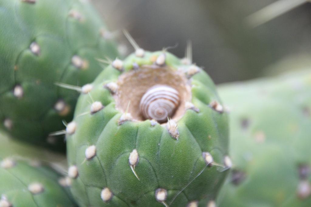 Foto de Blanes (Girona), España