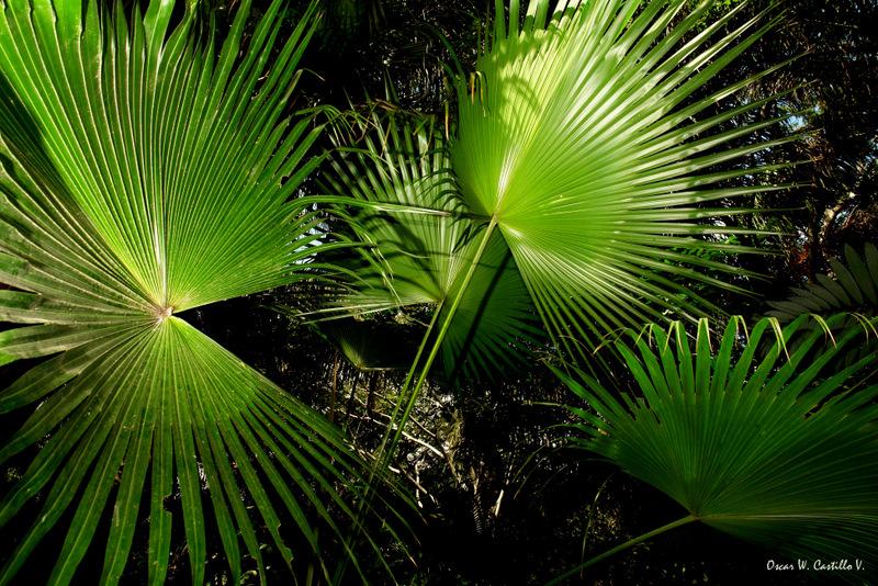 Foto de Montero (La Jupia), Bolivia