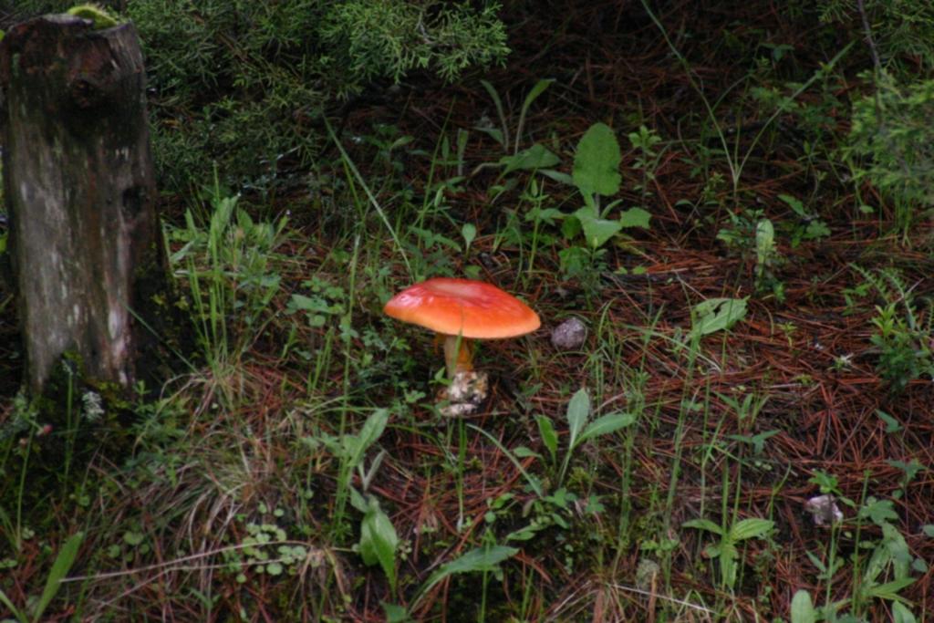 Foto de Mejiquillo (Durango), México