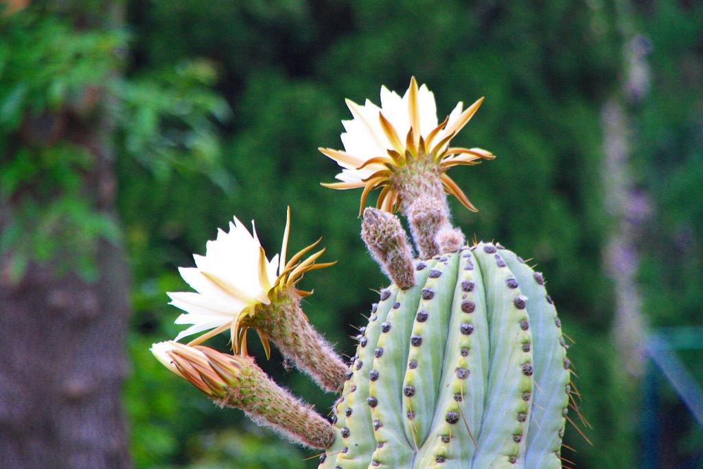 Foto de Blanes (Girona), España