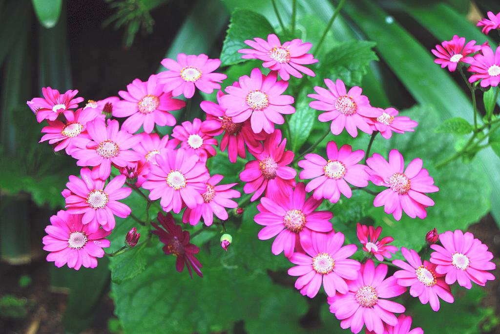 Foto de Blanes (Girona), España