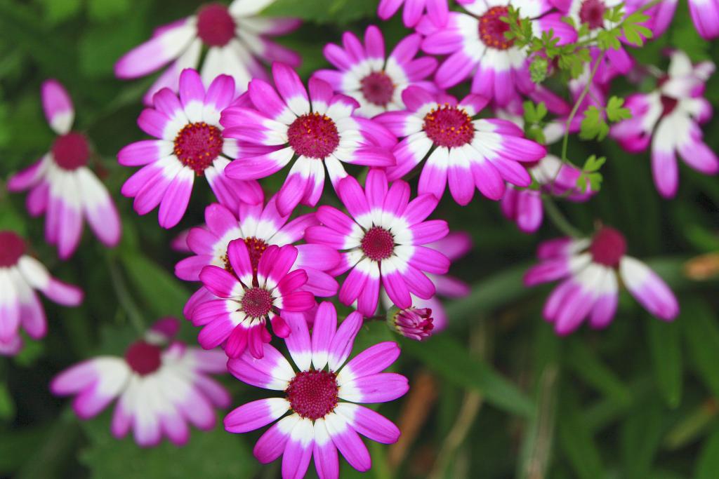 Foto de Blanes (Girona), España