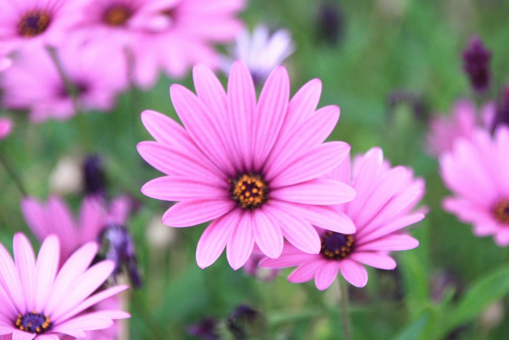 Foto de Blanes (Girona), España