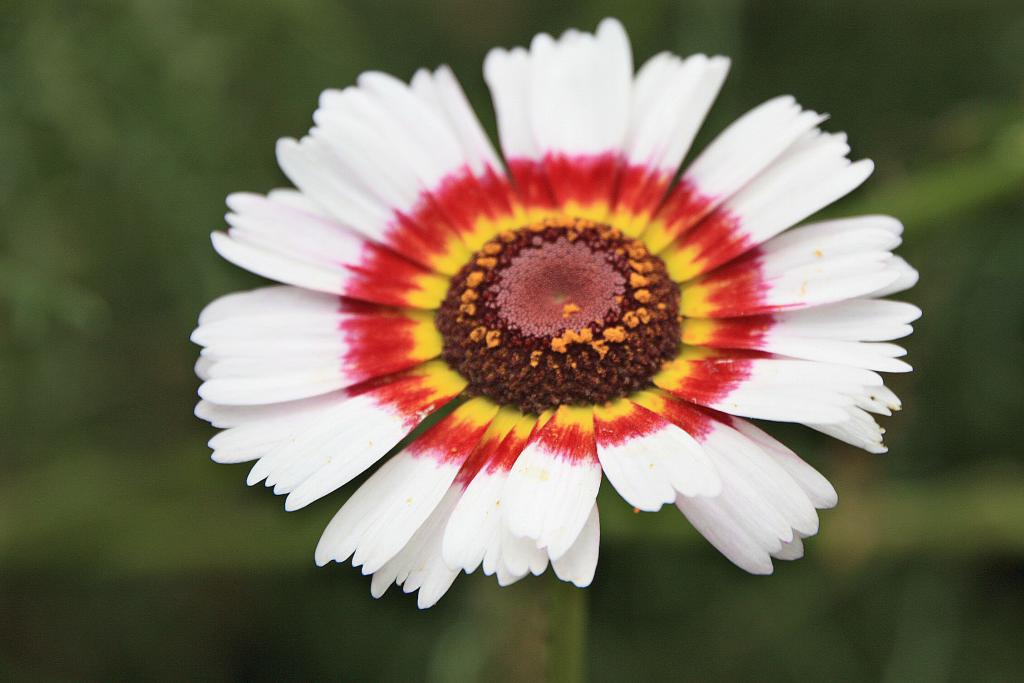 Foto de Blanes (Girona), España