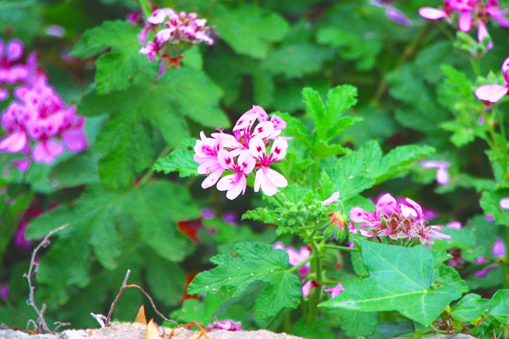 Foto de Blanes (Girona), España