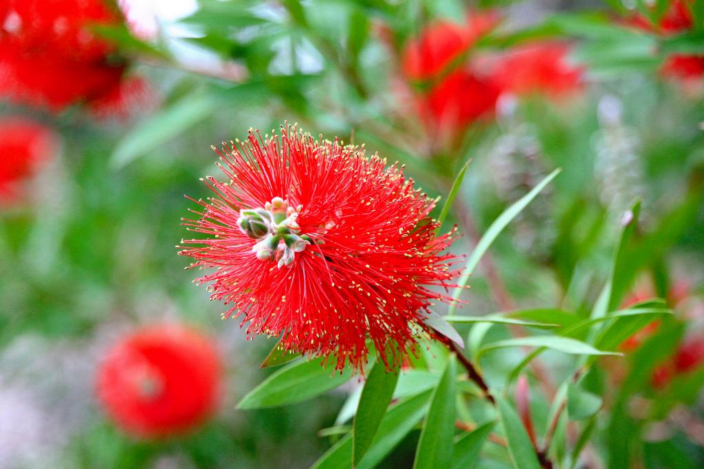 Foto de Blanes (Girona), España