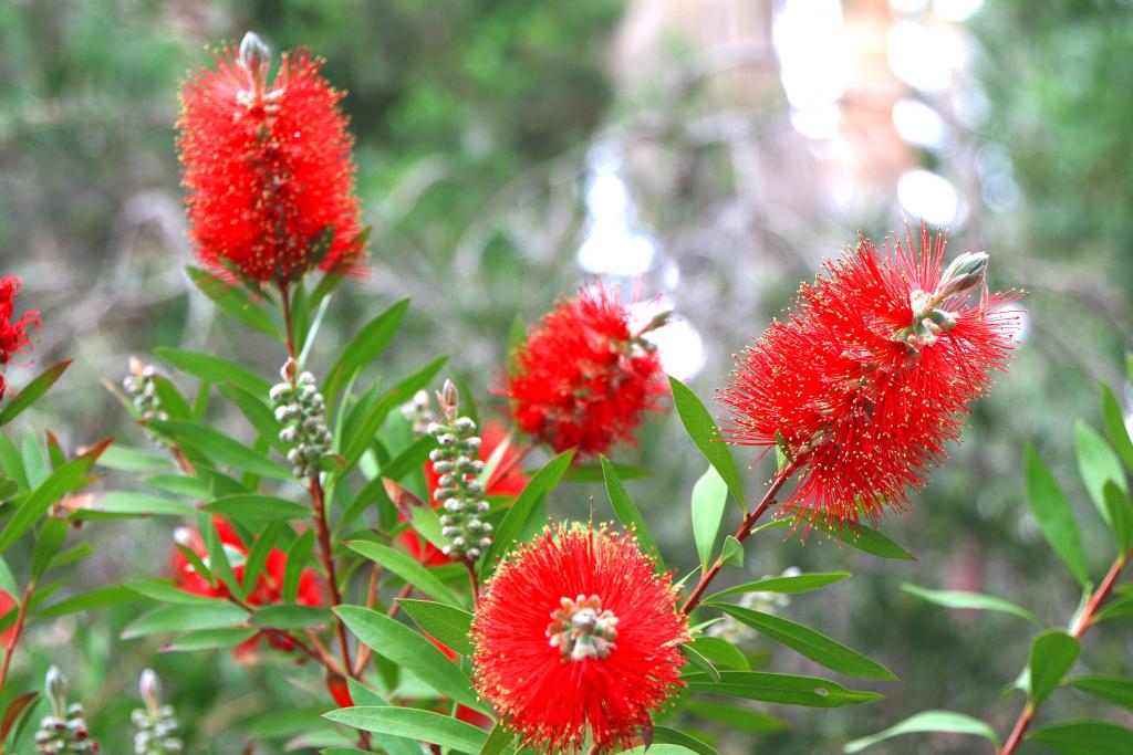 Foto de Blanes (Girona), España