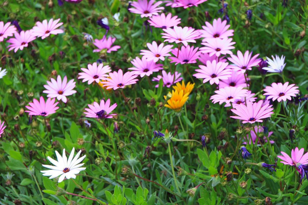 Foto de Blanes (Girona), España