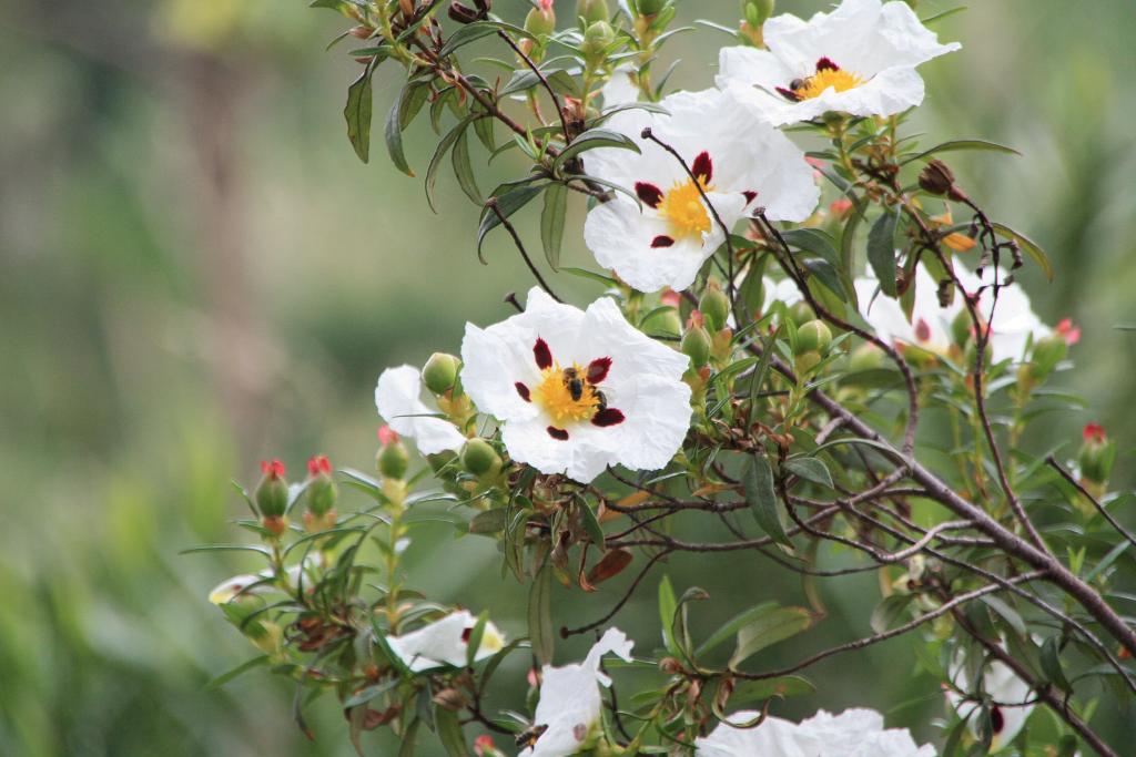 Foto de Blanes (Girona), España