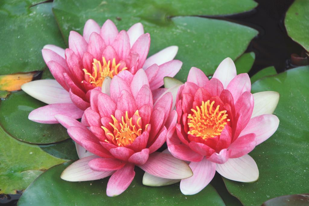 Foto de Blanes (Girona), España