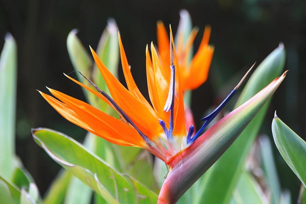 Foto de Blanes (Girona), España