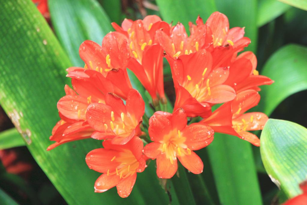 Foto de Blanes (Girona), España