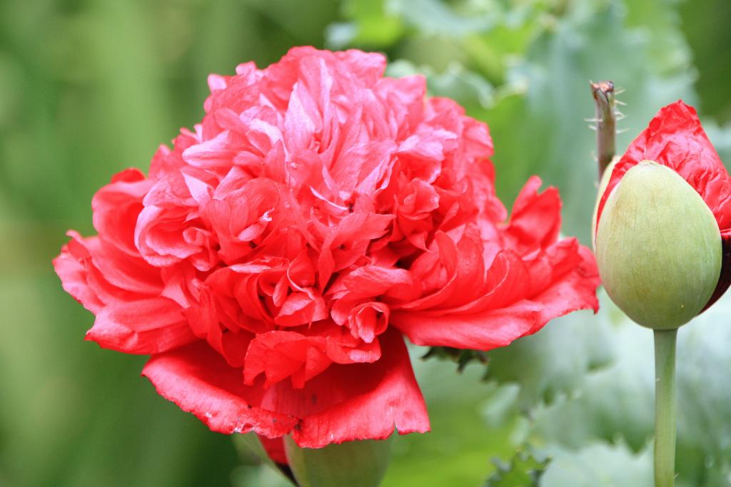 Foto de Blanes (Girona), España
