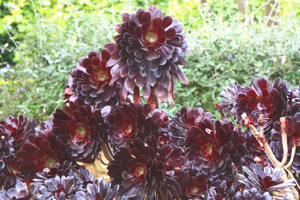 Foto de Blanes (Girona), España