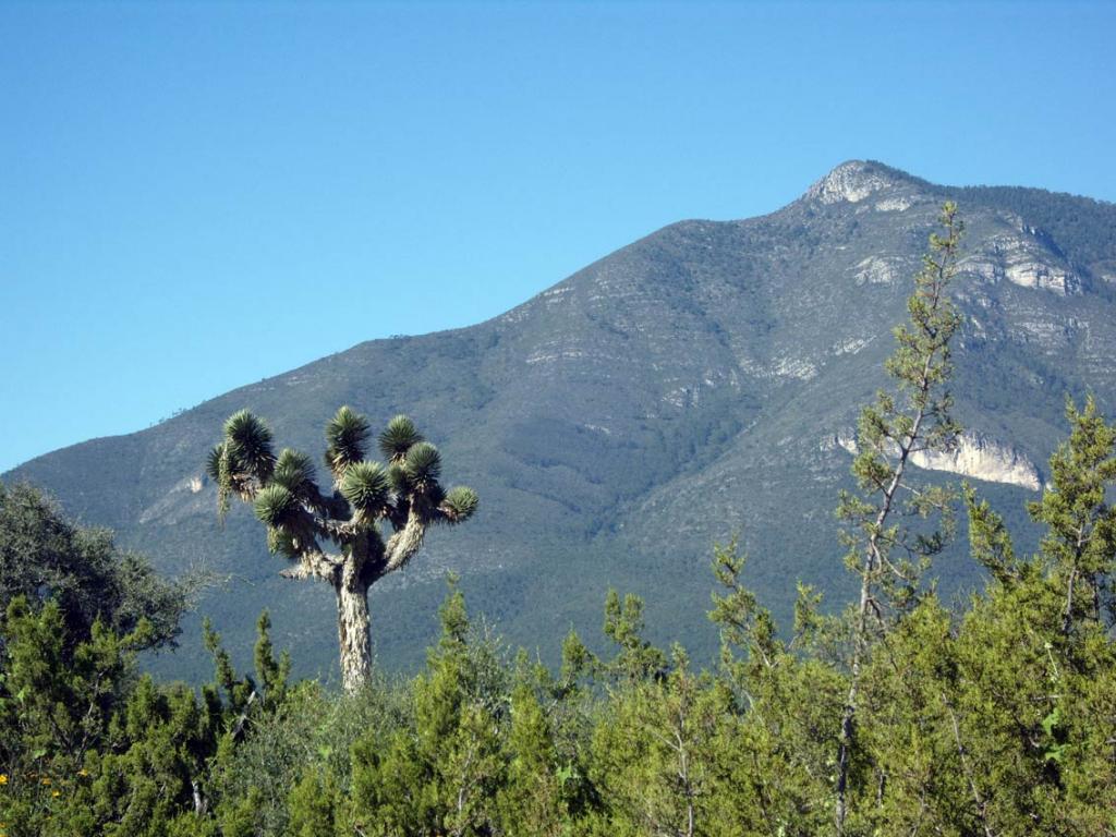 Foto de Saltillo, México