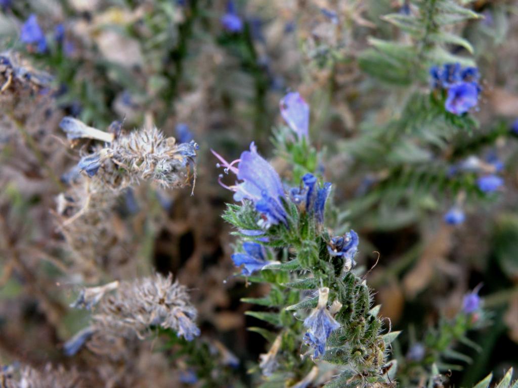 Foto de Aluminé (Neuquén), Argentina