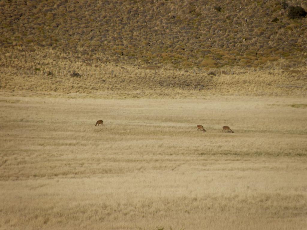 Foto de Aluminé (Neuquén), Argentina