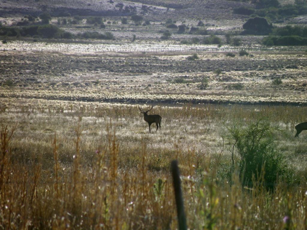Foto de Aluminé (Neuquén), Argentina