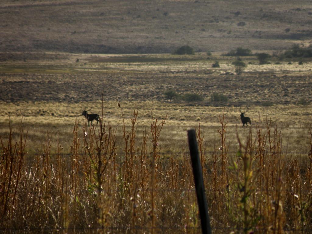 Foto de Aluminé (Neuquén), Argentina