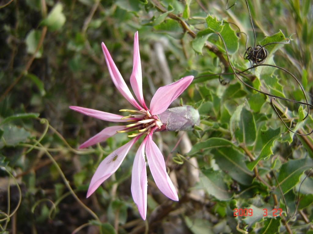 Foto de San Martín de los Andes (Neuquén), Argentina