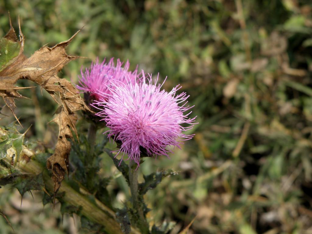 Foto de San Martín de los Andes (Neuquén), Argentina