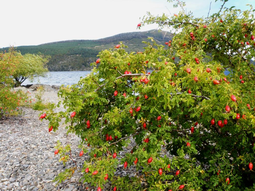 Foto de San Martín de los Andes (Neuquén), Argentina