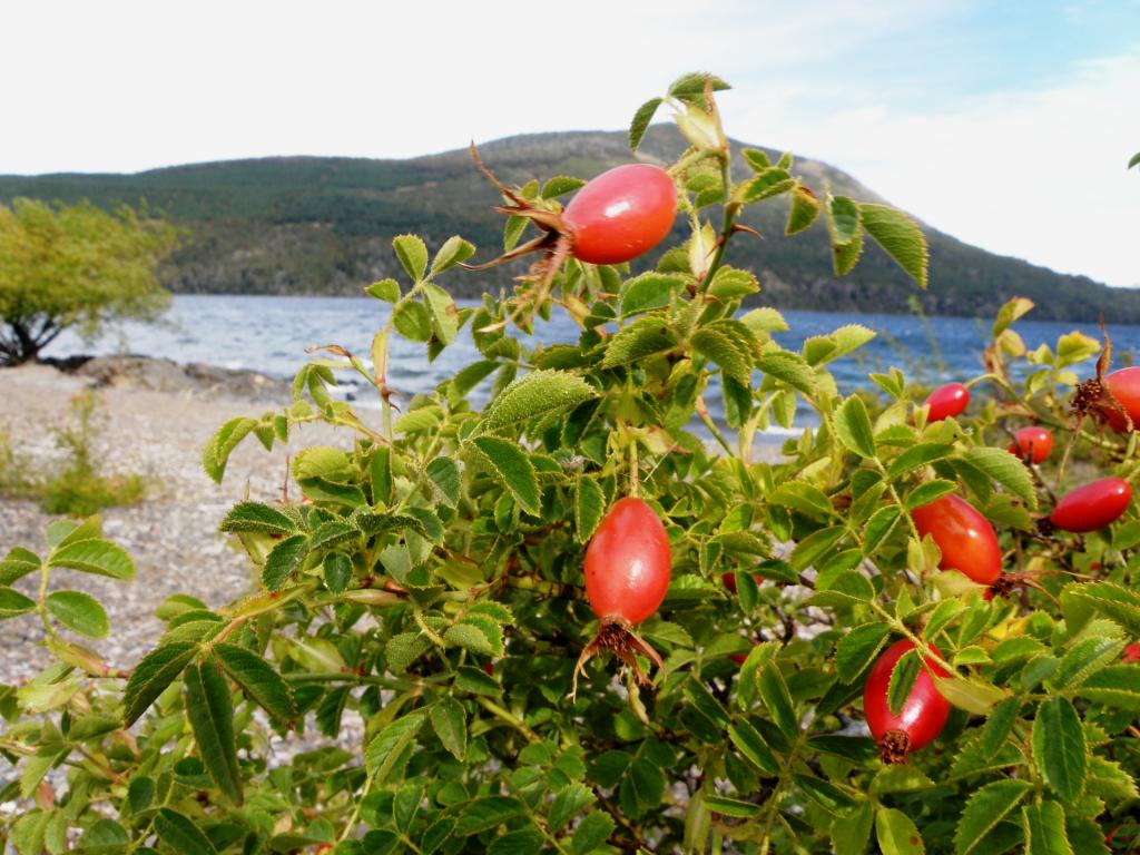 Foto de San Martín de los Andes (Neuquén), Argentina