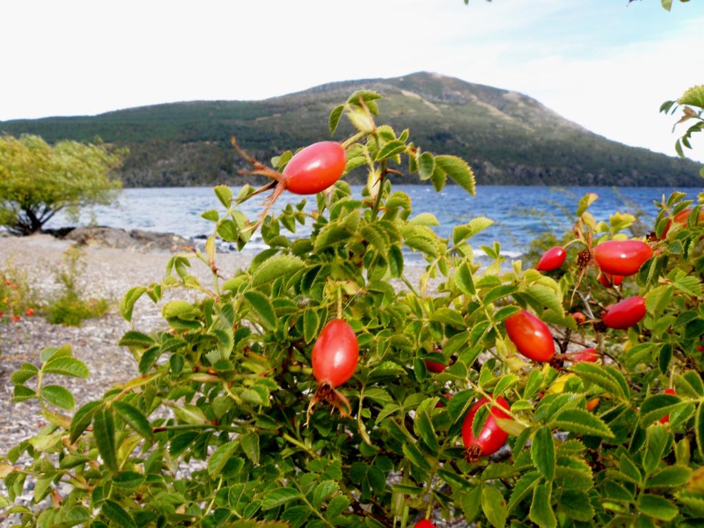 Foto de San Martín de los Andes (Neuquén), Argentina